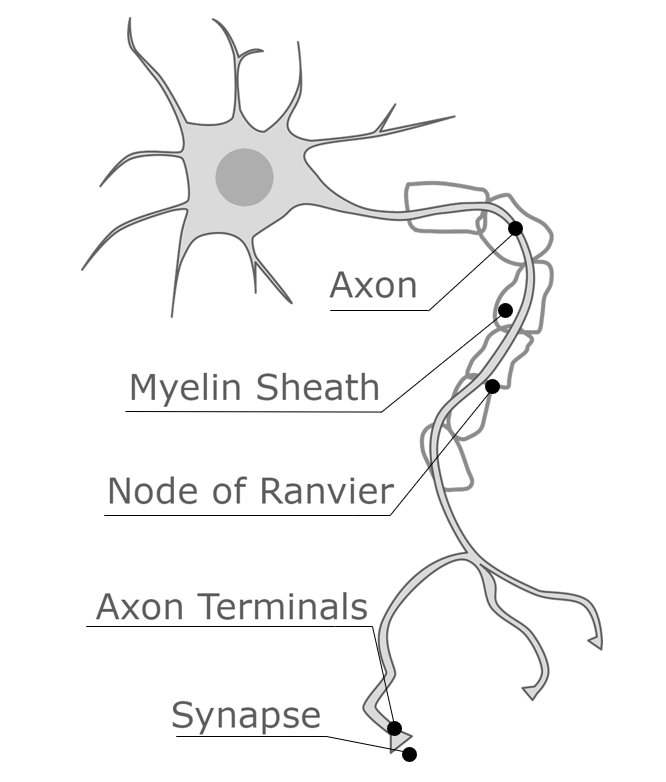axon face2face